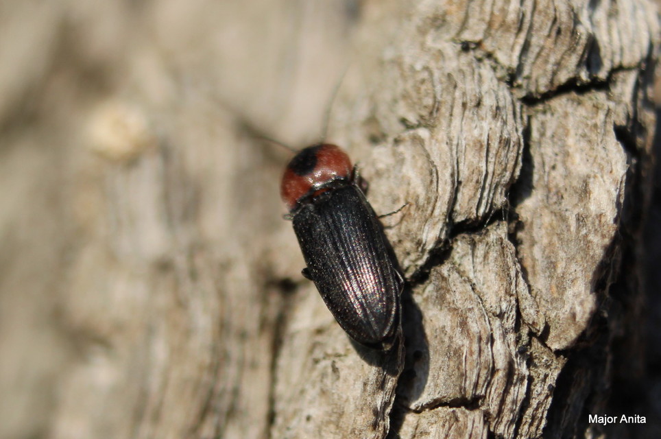Cardiophorus discicollis - korongfoltos szívespattanó