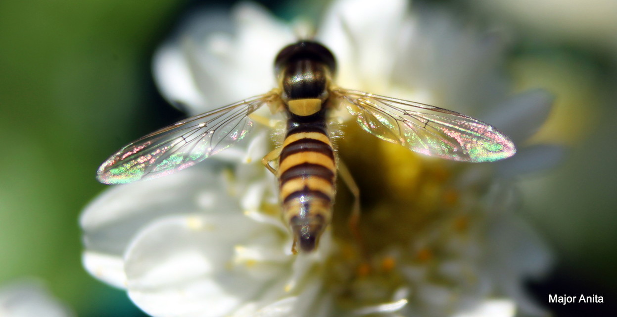 Sphaerophoria