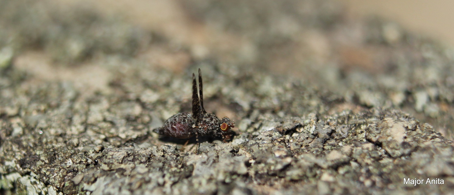 Callopistromyia annulipes - pávalégy
