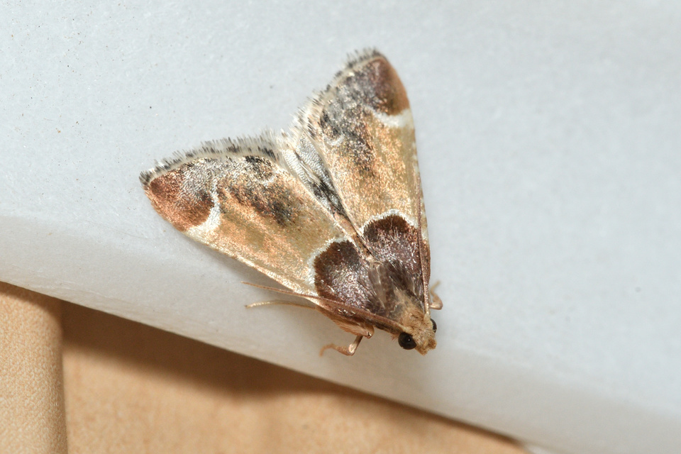 Pyralis farinalis - lisztilonca