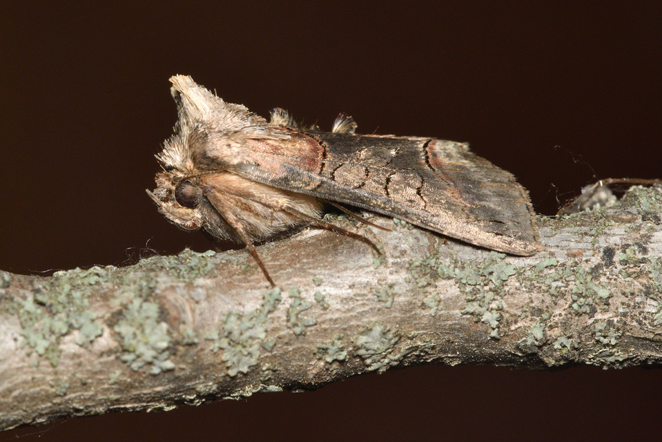 Abrostola triplasia - közönséges csalánbagoly