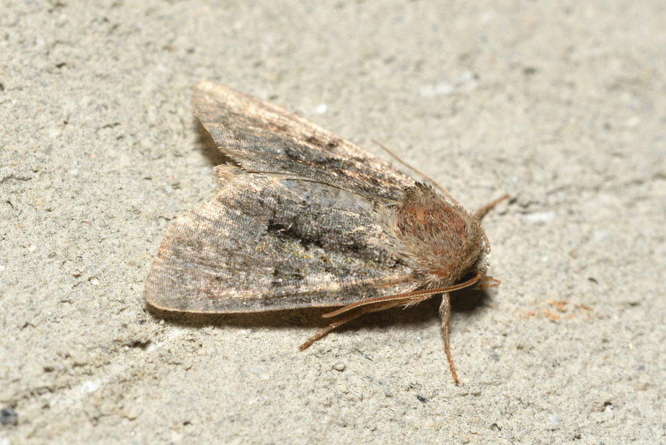 Oligia strigilis/latruncula/versicolor