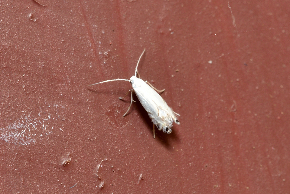 Phyllocnistis