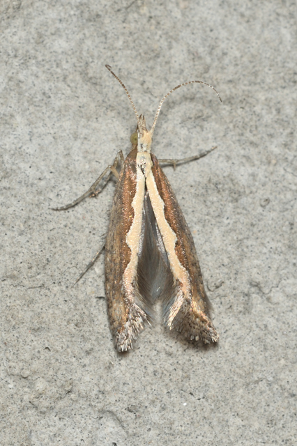 Plutella xylostella - káposztamoly
