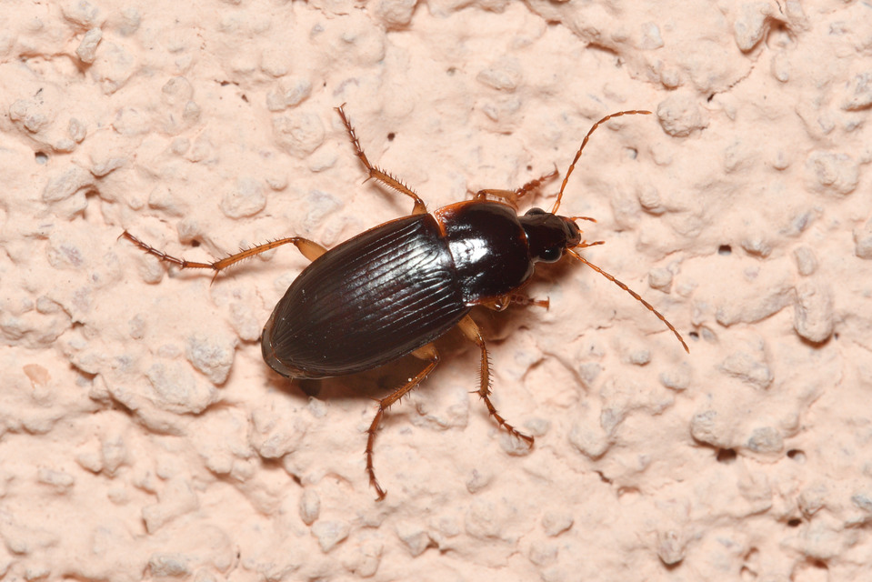 Calathus ambiguus - homoki tarfutó