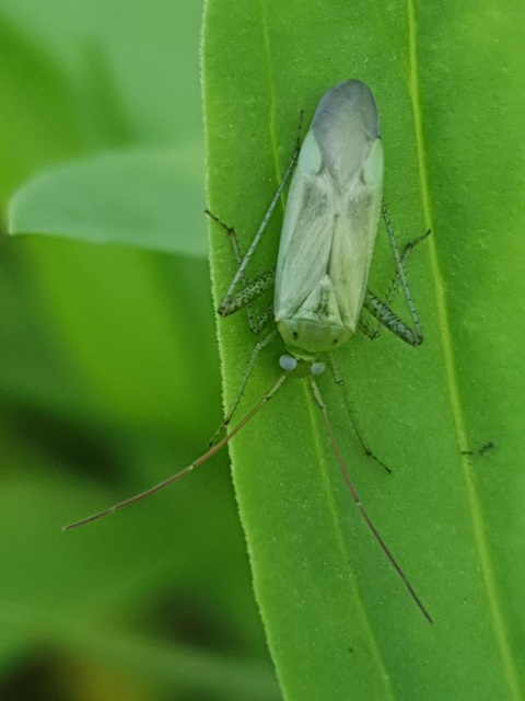 Adelphocoris lineolatus - lucernapoloska