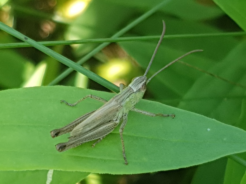 Pseudochorthippus parallelus - közönséges rétisáska