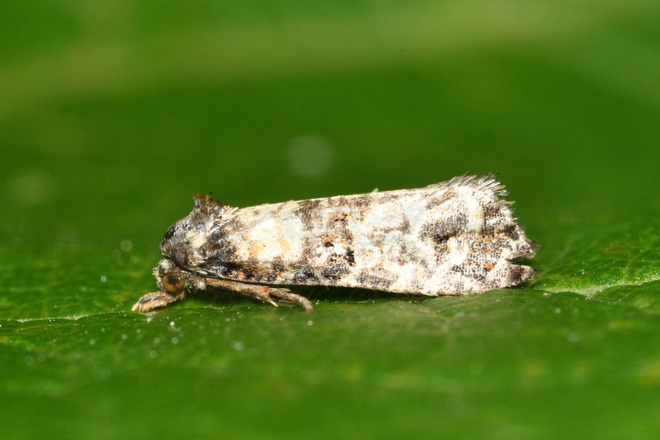 Phtheochroa pulvillana - spárgaszár-fúrómoly