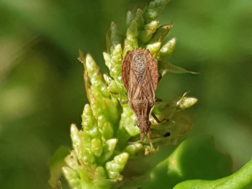 Spathocera lobata - laposcsápú karimáspoloska