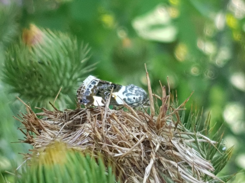 Acontia lucida - fehér nappalibagoly