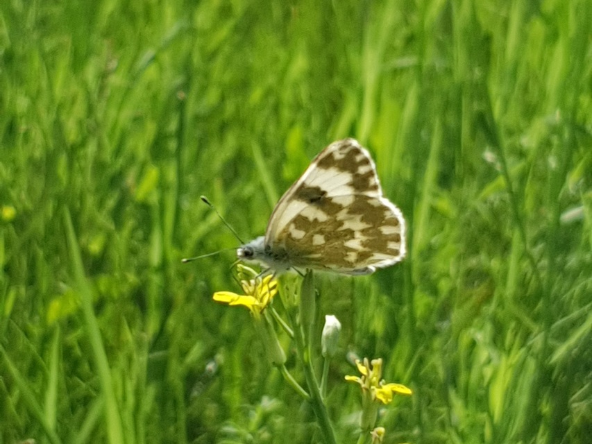 Pontia edusa - rezedalepke