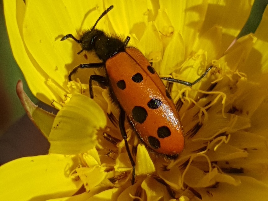 Mylabris crocata - pettyes hólyaghúzó Mylabris crocata - pettyes hólyaghúzó