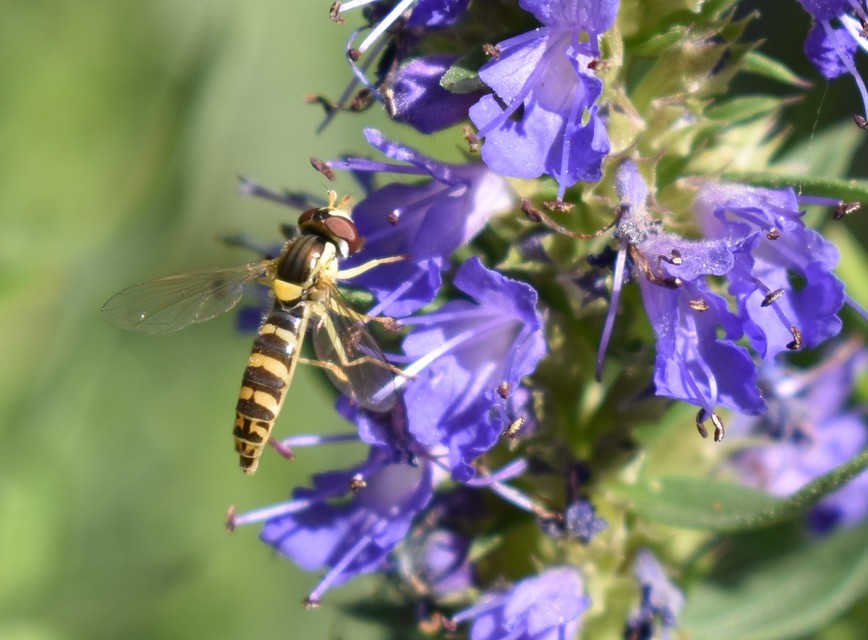 Sphaerophoria
