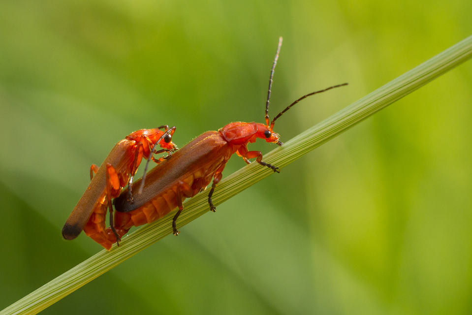 Rhagonycha fulva - feketevégű lágybogár