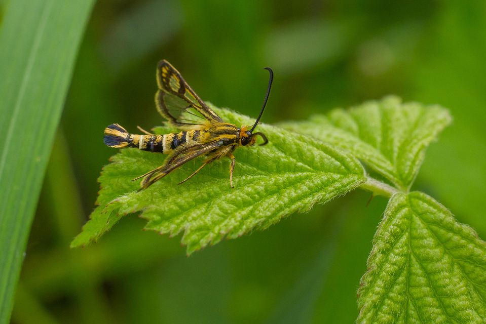 Sesiidae - szitkárfélék