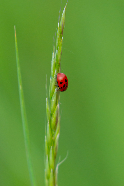 Gonioctena fornicata - közönséges lucernabogár
