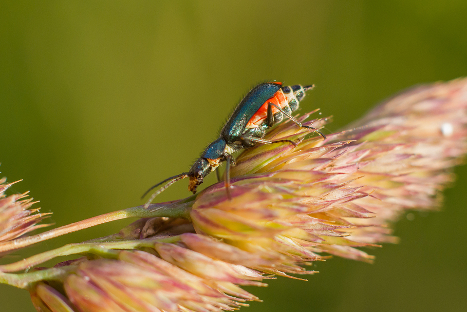 Clanoptilus