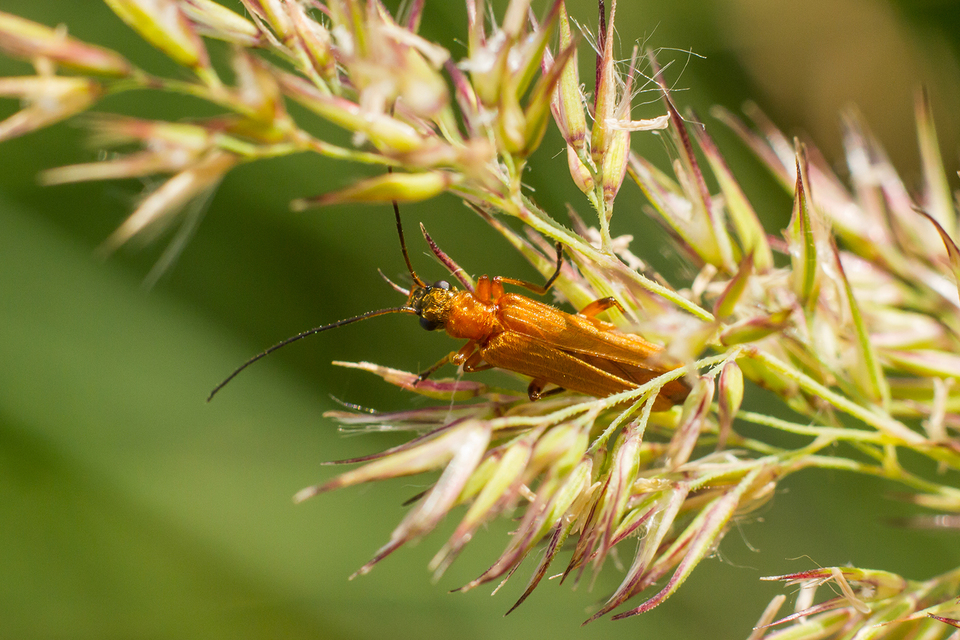 Oedemera podagrariae - székfű-álcincér