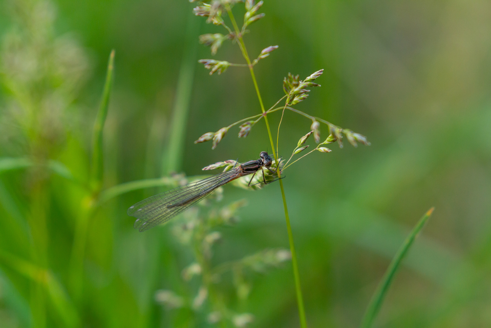 Coenagrion pulchellum - karcsú légivadász