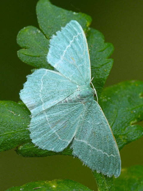Chlorissa viridata/cloraria