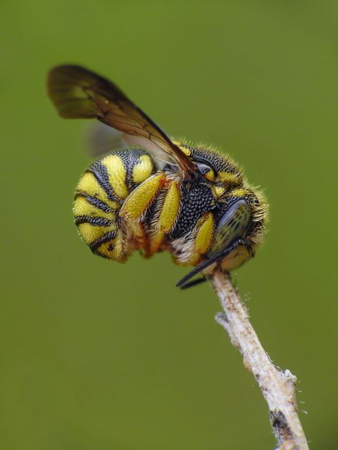 Anthidium