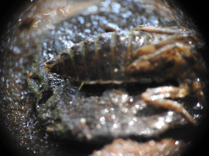 Onychogomphus forcipatus - gyűrűs folyami-szitakötő