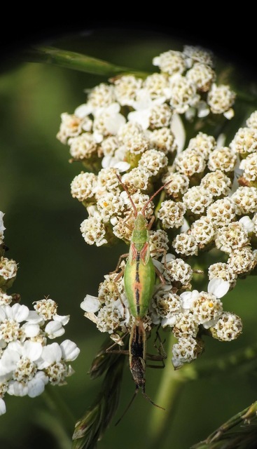 Myrmus miriformis - kurtaszárnyú karimáspoloska