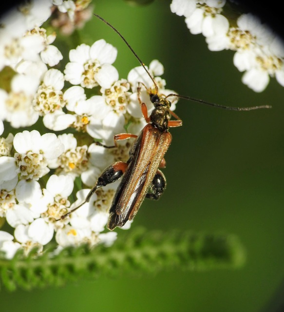 Oedemera podagrariae - székfű-álcincér