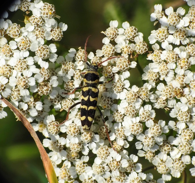 Echinocerus floralis - lucerna-darázscincér