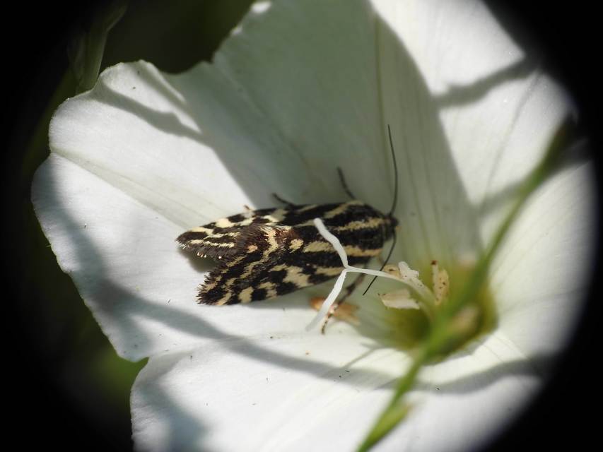 Emmelia trabealis - zebrabagoly