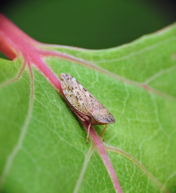 Aphrodes