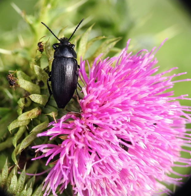 Podonta nigrita - szerecsenbogár