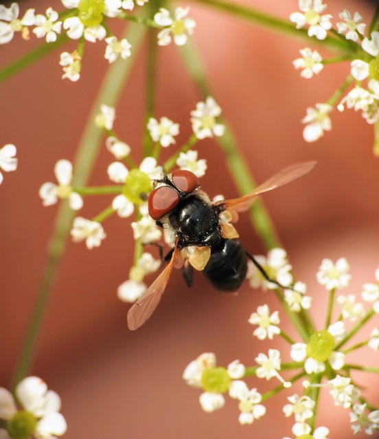 Phasia