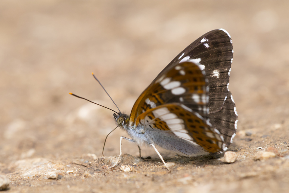 Limenitis camilla - kis lonclepke