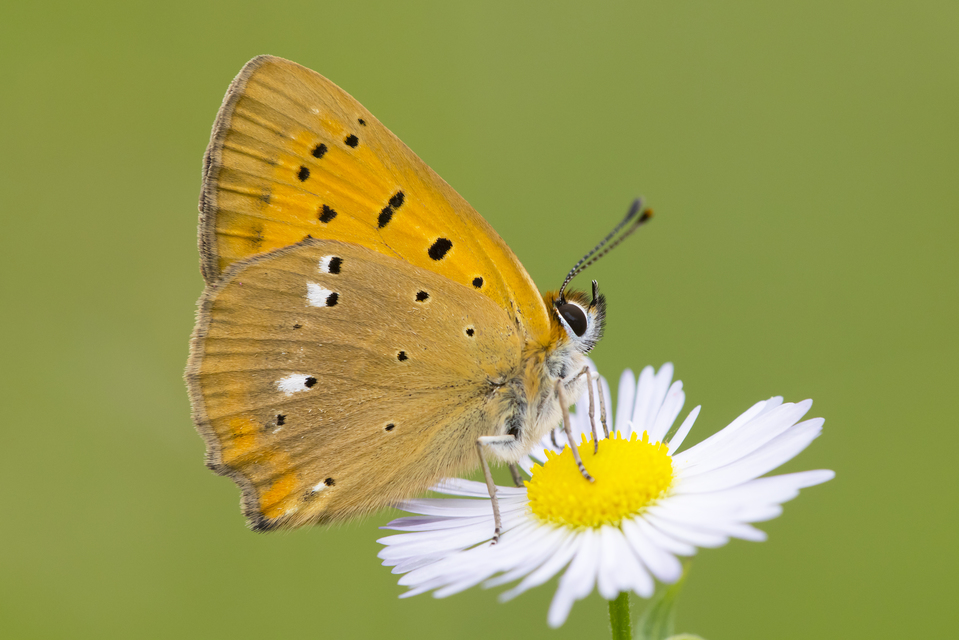 Lycaena virgaureae - arany-tűzlepke
