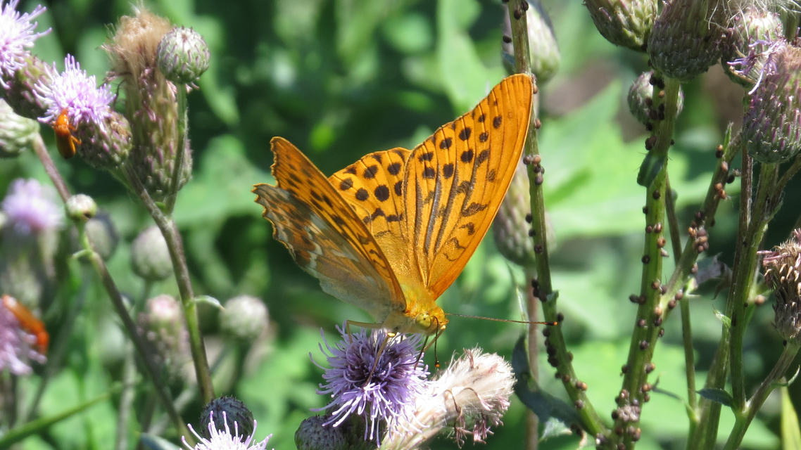 Argynnis paphia - nagy gyöngyházlepke