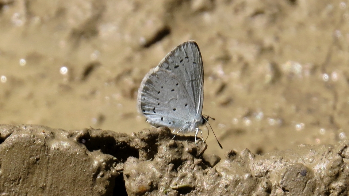 Celastrina argiolus - bengeboglárka