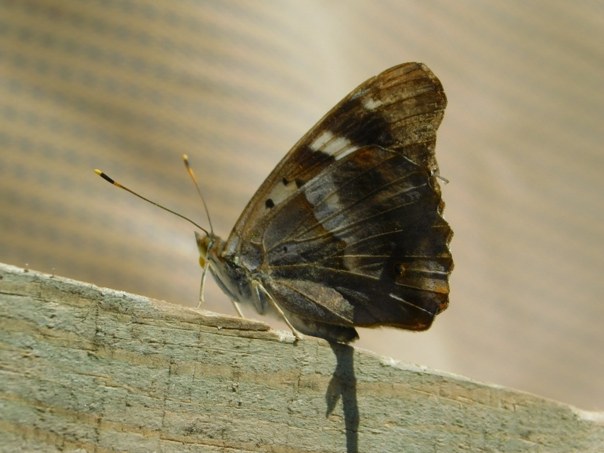 Apatura ilia - kis színjátszólepke