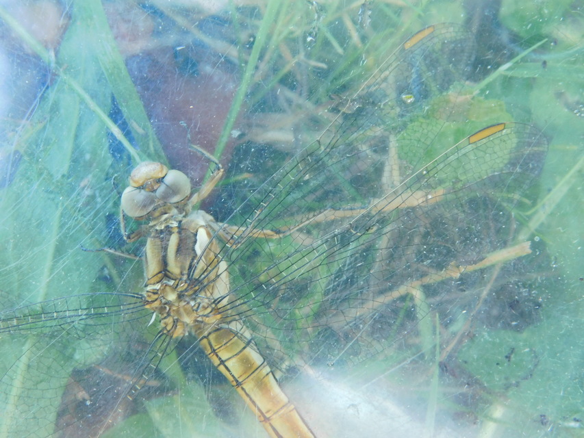 Orthetrum brunneum - pataki pásztorszitakötő