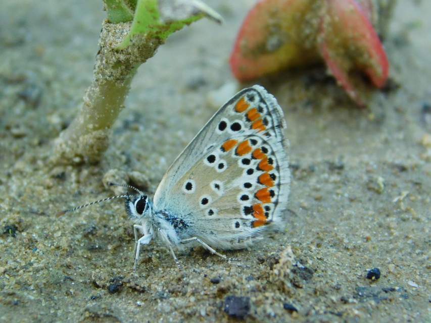 Aricia agestis - szerecsenboglárka