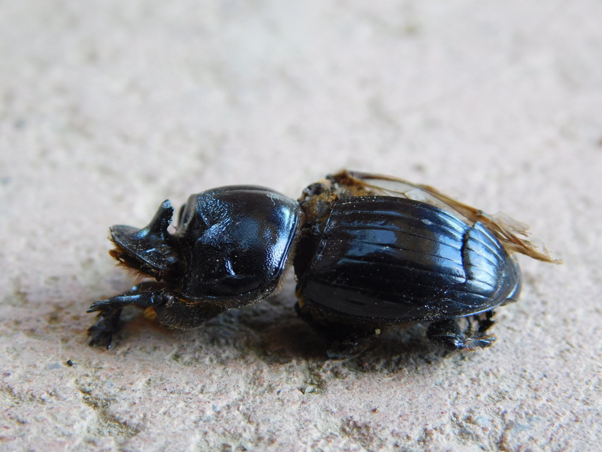Copris lunaris - közönséges holdszarvú-ganéjtúró