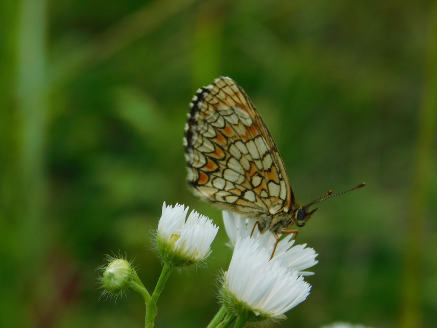 Melitaea athalia - közönséges tarkalepke