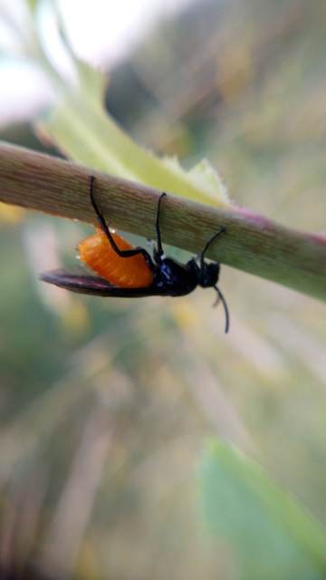 Argidae - botcsápú levéldarazsak