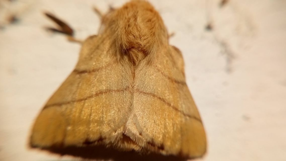 Malacosoma neustria - gyűrűsszövő