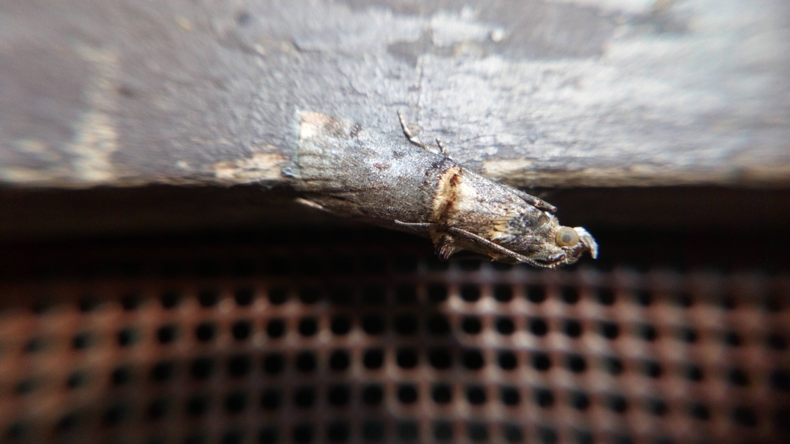 Trachonitis cristella - bokorrágó karcsúmoly
