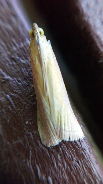 Oncocera semirubella - lucernamoly