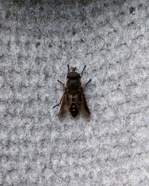 Tabanus