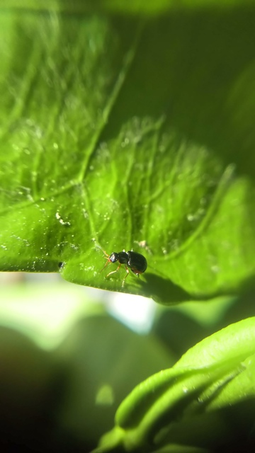 Ebaeus flavicornis - sárgacsápú bibircsesbogár