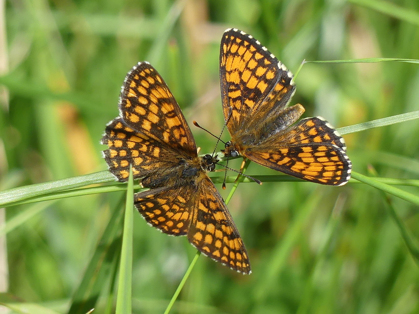 Melitaea athalia - közönséges tarkalepke