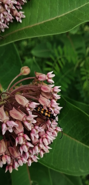 Leptura quadrifasciata - feketeszőrű szalagoscincér